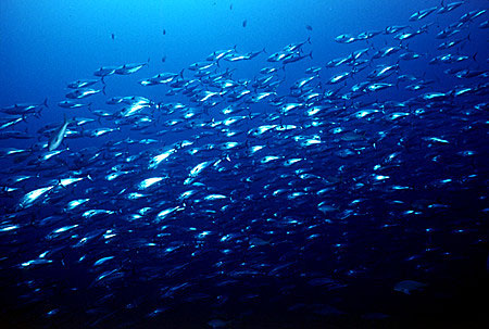 Oceana pide para el Mar Balear una actividad pesquera más sostenible